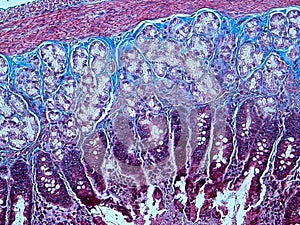 Histology of Collagen