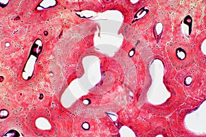 Histology of human compact bone tissue under microscope view for photo