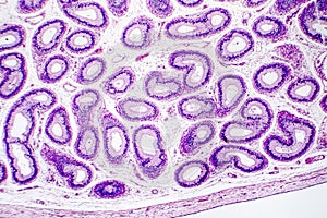 Histology of human epididymis tissue