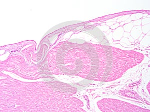 Histology of human heart muscle tissue