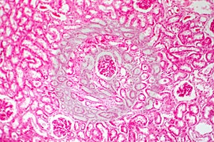 Histology of human kidney