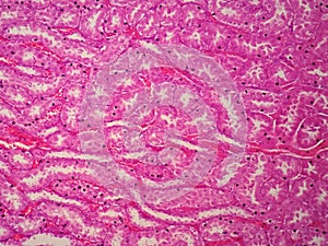 Histology of human kidney