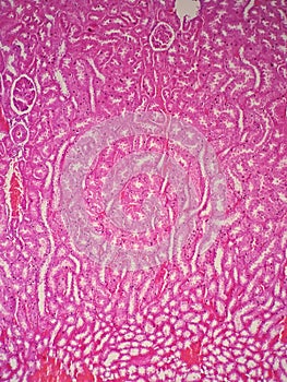 Histology of human kidney