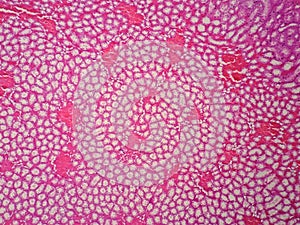 Histology of human kidney