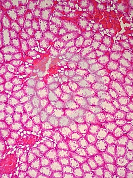 Histology of human kidney