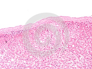 Histology of human liver tissue