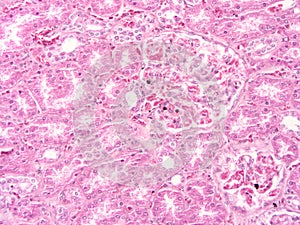 Histology of human liver tissue