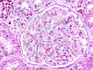Histology of human liver tissue photo