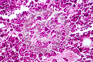 Histology of human pancreatic tissue