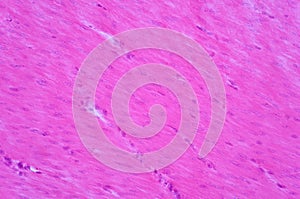 Histology of human smooth muscle under light microscope view
