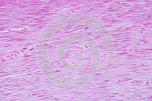 Histology of human smooth muscle under microscope view for education photo