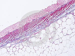 Histology of human tissue