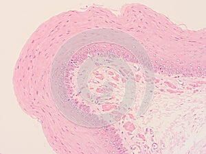 Histology of human tissue