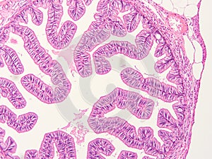 Histology of human tissue