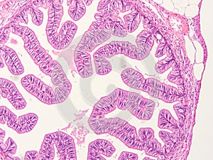 Histology of human tissue photo