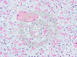 Histologie z člověk pankreas tkáň 