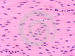 Histology of human tissue photo