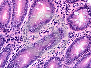 Histology of human tissue