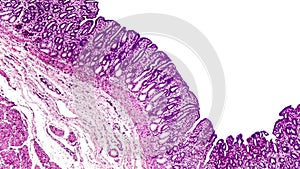 Histology of stomach, light micrograph footage