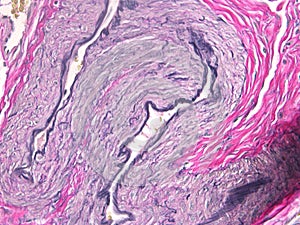 Histology of the Uterus