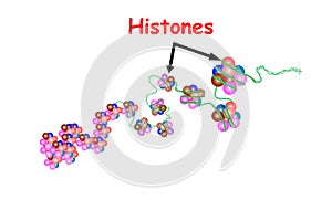 Histone in the structure of DNA. genome sequence. Telo mere is a repeating sequence of double-stranded DNA located at the ends of photo