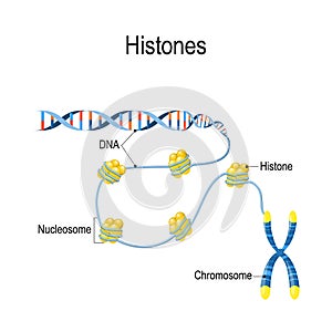 Histones. Schematic representation shows the organization and packaging of genetic material in Chromosome