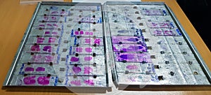 Histopathology slides stained with leishman stain, displayed and ready for microscopy