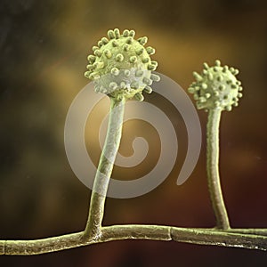 Histoplasma capsulatum fungus, 3D illustration photo