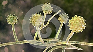 Histoplasma capsulatum fungus, 3D illustration photo