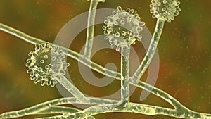 Histoplasma capsulatum fungus, 3D illustration photo