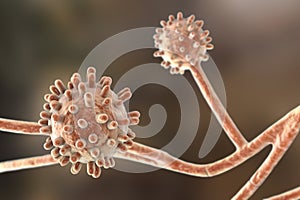 Histoplasma capsulatum fungus, 3D illustration photo