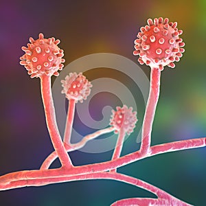 Histoplasma capsulatum fungus, 3D illustration photo