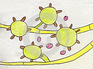 Histoplasma capsulatum fungus, illustration photo