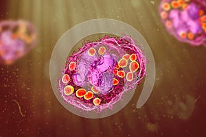 Histoplasma capsulatum fungus inside a macrophage cell, 3D illustration
