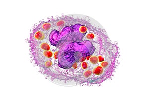 Histoplasma capsulatum fungus inside a macrophage cell, 3D illustration photo
