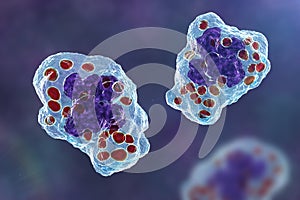 Histoplasma capsulatum fungus inside a macrophage cell, 3D illustration photo