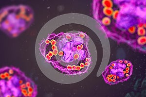 Histoplasma capsulatum fungus inside a macrophage cell, 3D illustration photo