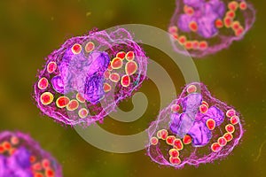 Histoplasma capsulatum fungus inside a macrophage cell, 3D illustration photo