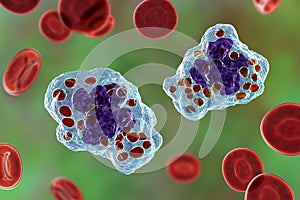 Histoplasma capsulatum fungus inside a macrophage cell, 3D illustration photo