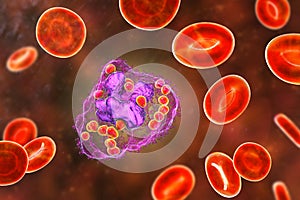 Histoplasma capsulatum fungus inside a macrophage cell, 3D illustration photo