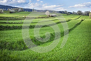 Historic agrarian landscape, Hrinovske lazy, Slovakia photo