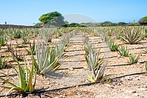 historic also vera plantation in Aruba