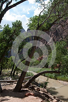 Historic arched trees persevere during floods in Mt Zion National Park, St. George, UT