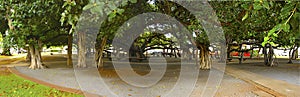 The historic Banyan Tree at Lahaina, Hawaii - 2006 view