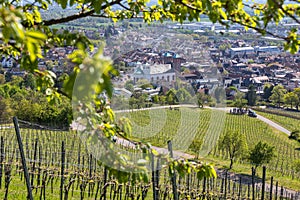 Historic city bensheim in hesse germany with whine vineyards