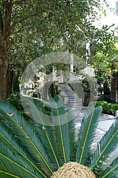 Historic district sidewalks, rowhouses and palms in Savannah, Georgia