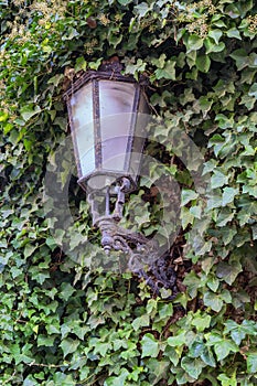 Old historic gas lamp overgrown with ivy