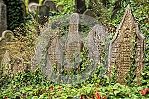Historic Jewish cemetery tombstones in green ivy-berry