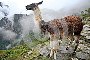 Historic Lost City of Machu Picchu - Peru