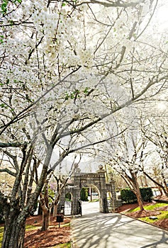 Historic Oakwood cemetery entrance and Spring trees in bloom in Raleigh North Carolina